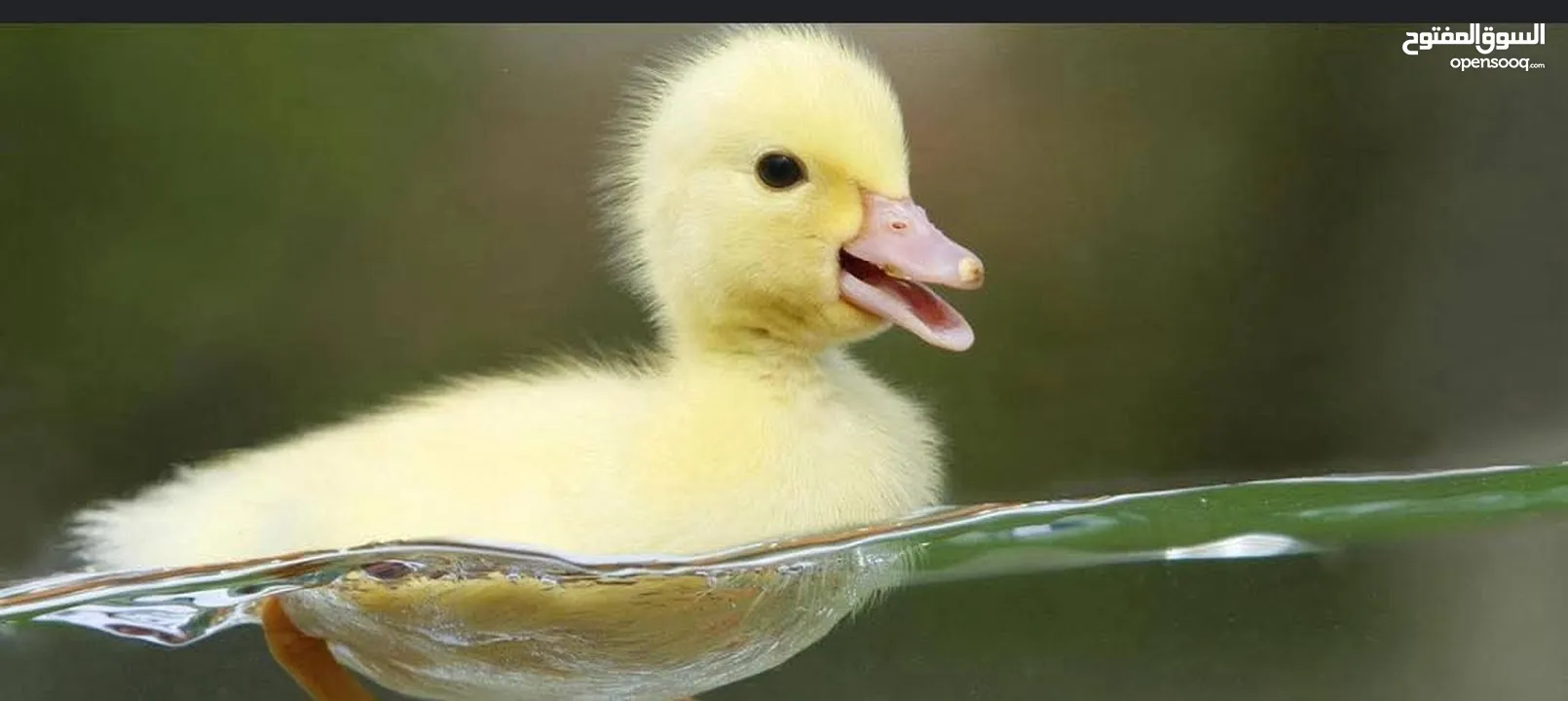 بطبوط صار  متوفر عنا