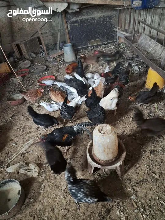 دجاج بلدي وديوك بلدي للبيع