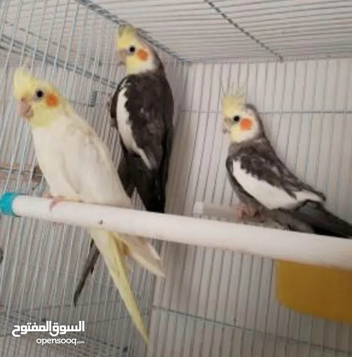 طيور زينه للبيع للتواصل جنه ..كوكتيل ..كنارات .حساسين نوعيات ممتازه