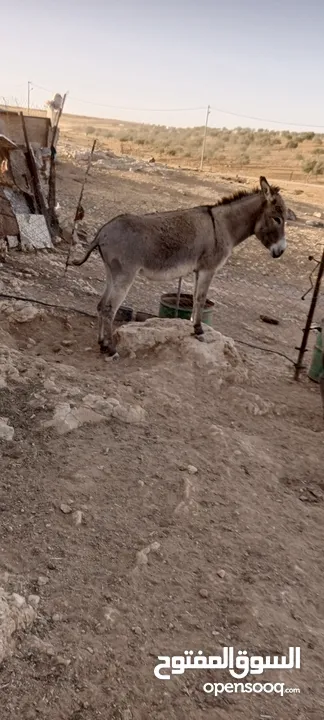حمارات للبيع