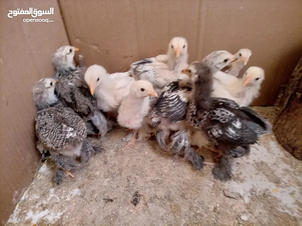 صيصان براهمي. عمر  شهر 5 ايام