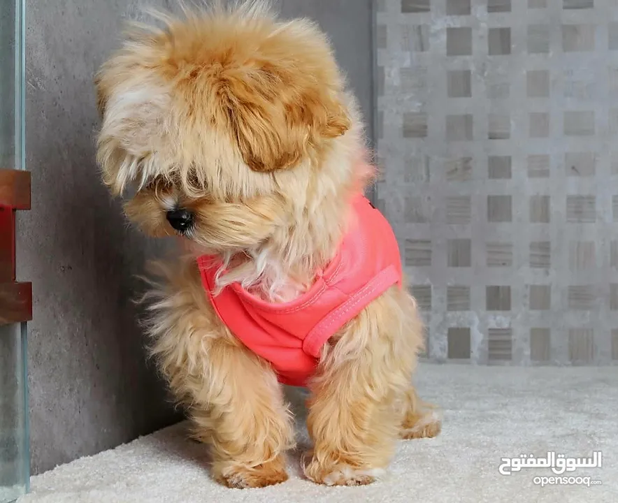 جراء مالتيبو Maltipoo مستوى عالمي