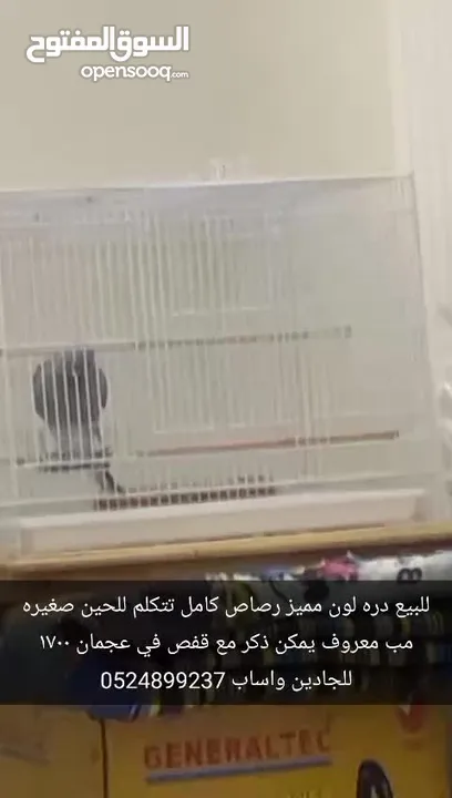 دره لون مميز رصاص كامل