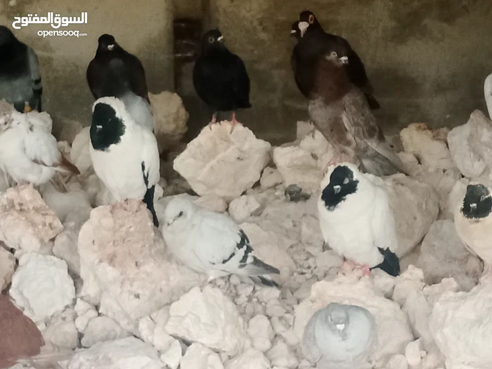 انواع حمام مشكلة للبيع