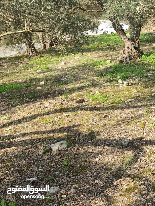 ارض زراعيه في بلعا دير الغصون