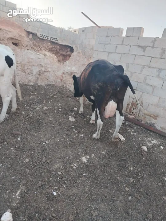 بقرة اضحية صلاة النبي