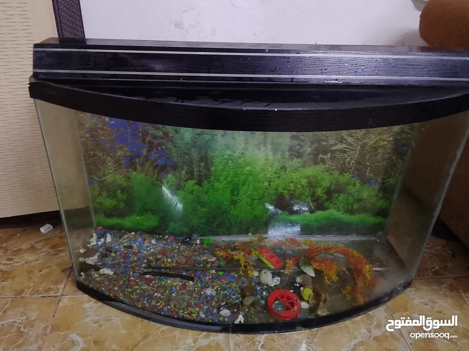 حوض سمك كبير طوله متر عرضه متر ونص