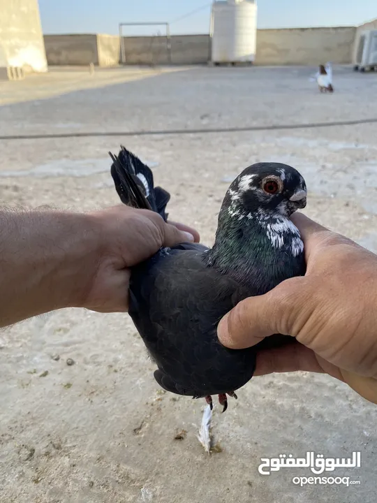 كوم حمام للبيع