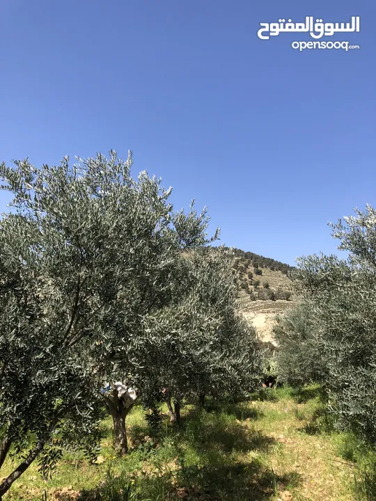 ارض لبيع دنمين وميتين وسبعه وسبعين متر بي جانب اسكان الداودي يمكن شراء جزء من الارض او فرزها