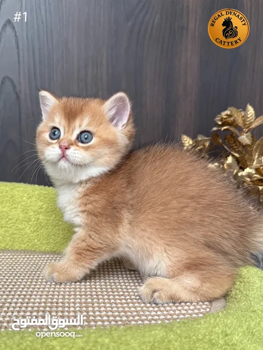 High-level British Shorthair kittens with pedigree