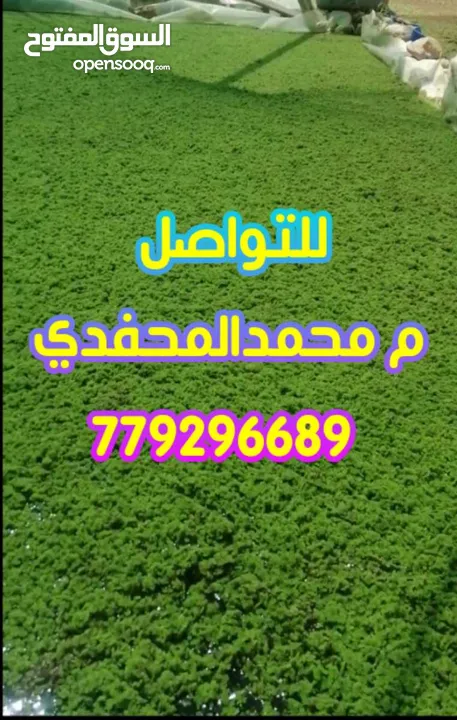علف الازولا يزرع مره وينتج يوميا مدى الحياه للدجاج والمواشي وجميع الحويانات