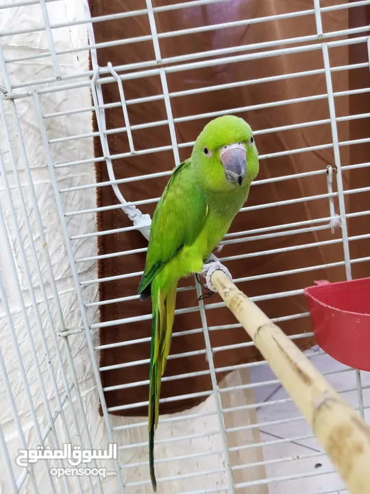 ببغاء دره هندي