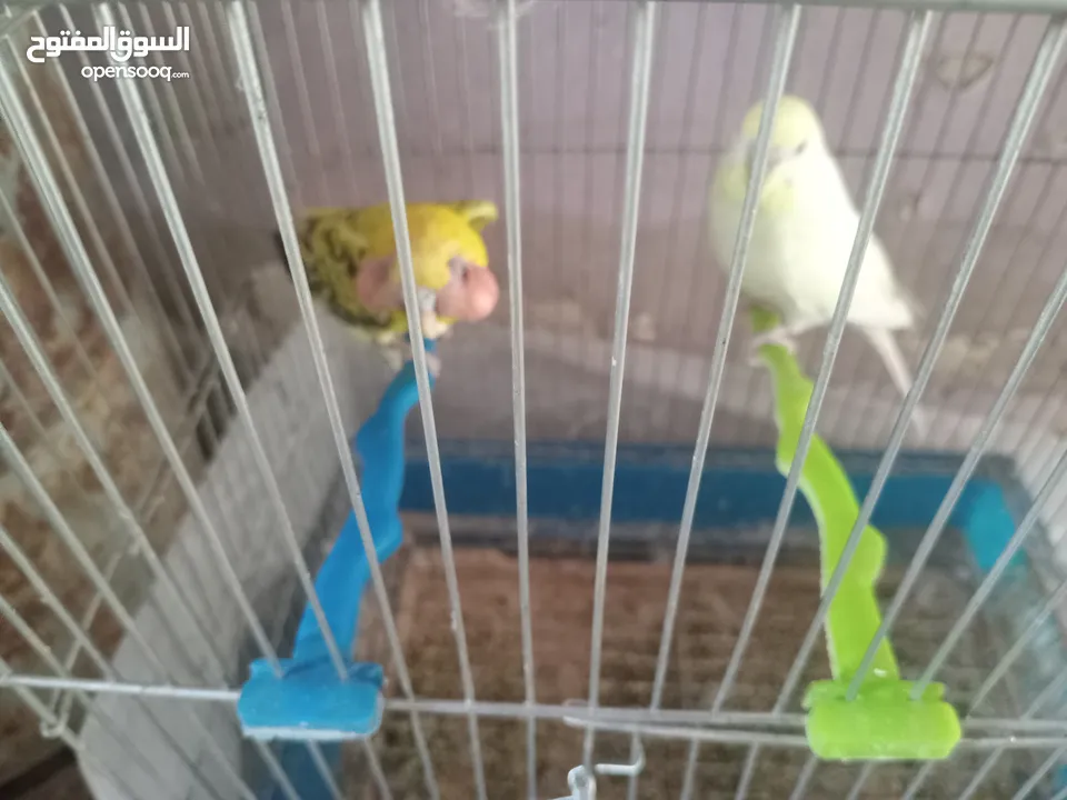 جوزين للبيع اقرأ الوصف