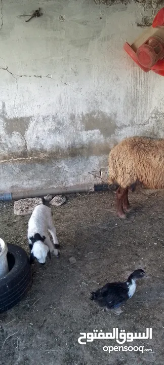 نعجه للبيع وراها عابوك عمان جاوا