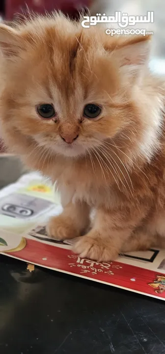 Persian Kittens  