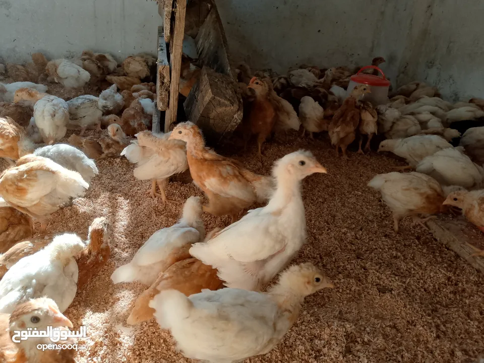 متاح صوص لوهمن براون البزره الاصليه