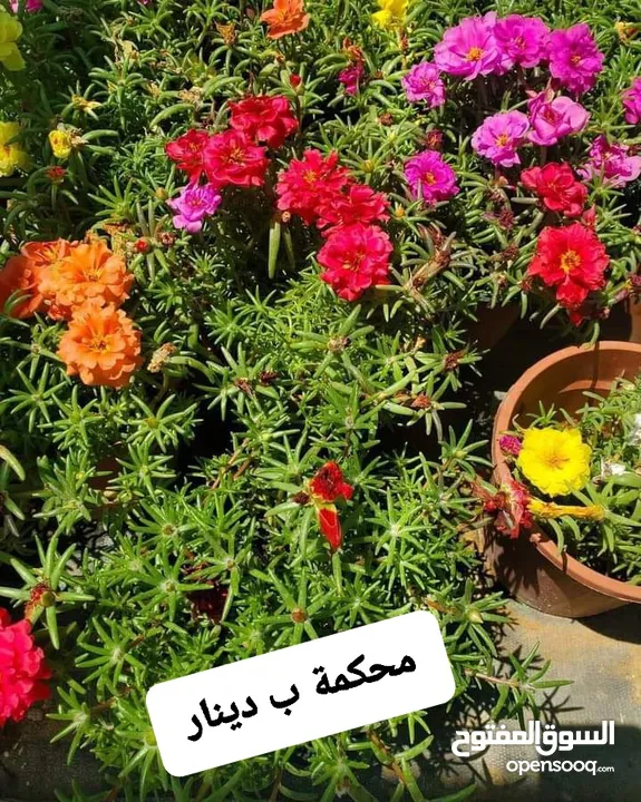 متوفر جميع انواع الاشجار المثمرة والزينة والورود وخدمة الزراع وتنسيق الحدائق وجميع انواع القواير