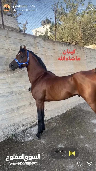 خيل عربي آصيل