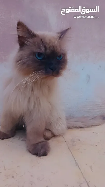 قطين هيملايا للبيع بسعب ممميز