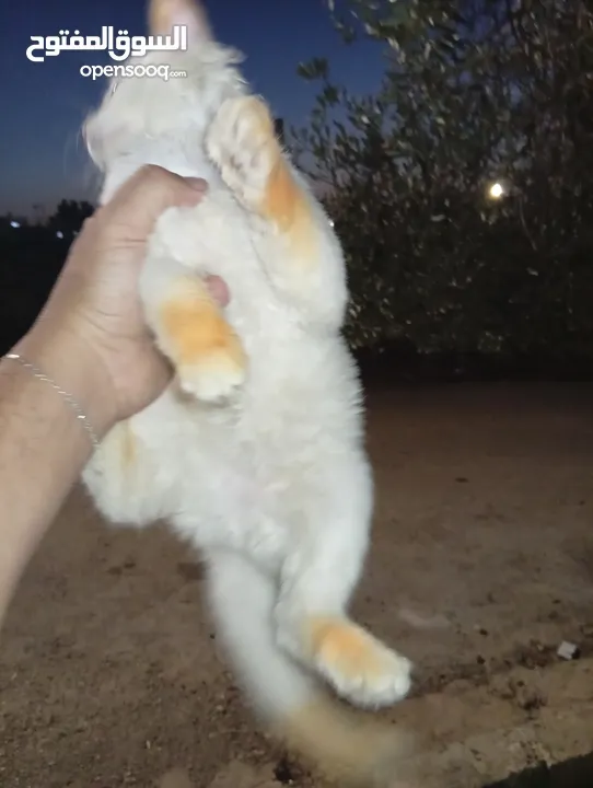متوفر لدينا قطاط شرزي