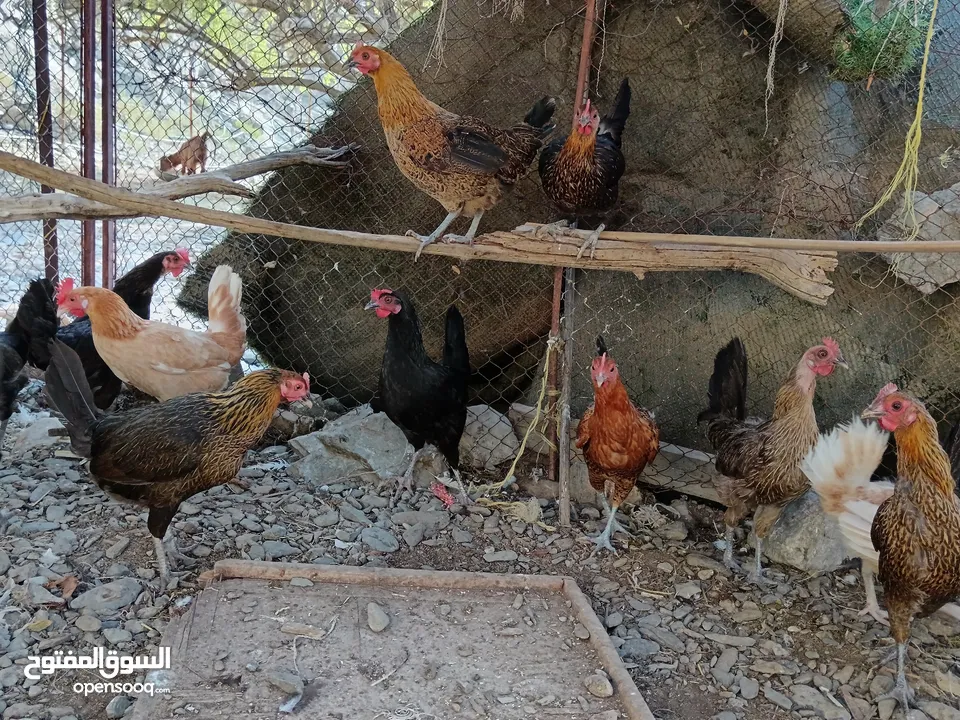 للبيع دجاج عماني ( الوصف مهم)