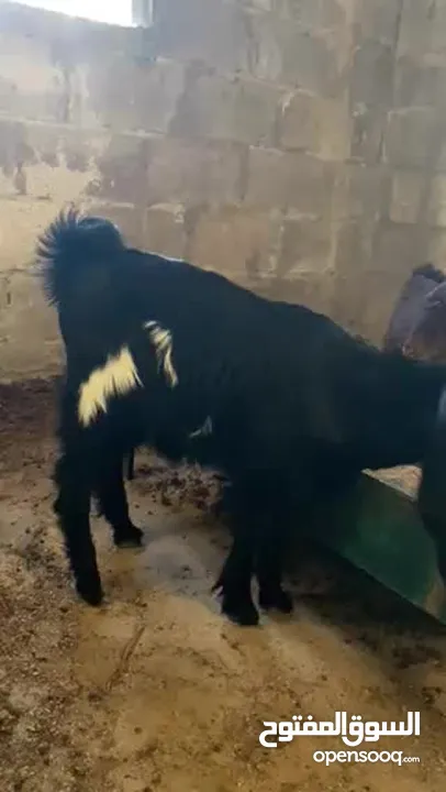 ثلاث صخلات نخب مطعمات كفاله جميع الامراض عمر 4 شهور