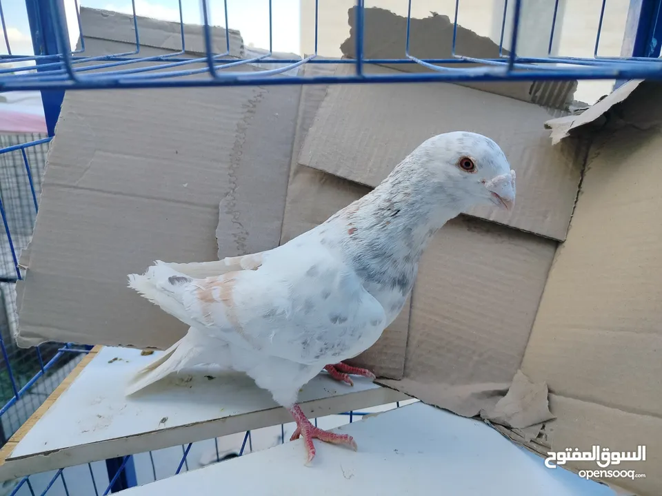 حمام بلدي وانواع اخره   بحاله ممتازة شغالات 14جوز وهاي بعض الصور