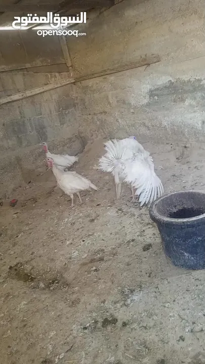 طقم حبش ابيض
