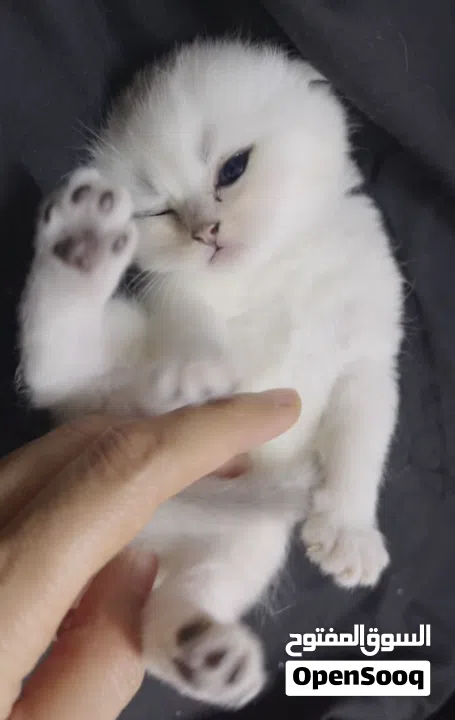 Pure Scottish/ بيور سكوتش