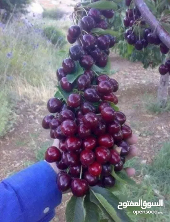 مشاتل الرويال لزراعه ومتابعه الاشجار