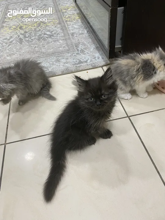 قطط شيرازيه عمر شهرين لعوبه -Two-month-old playful Shirazi cats