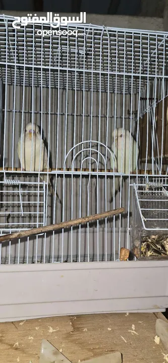 طير هند انغلينزيه