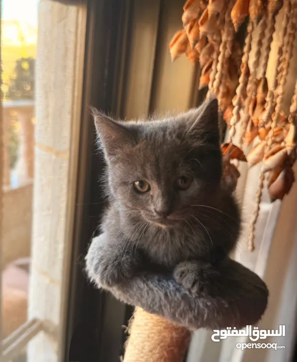 قطط هملايا وشيرازي وبريتش للبيع بسعر رمزي