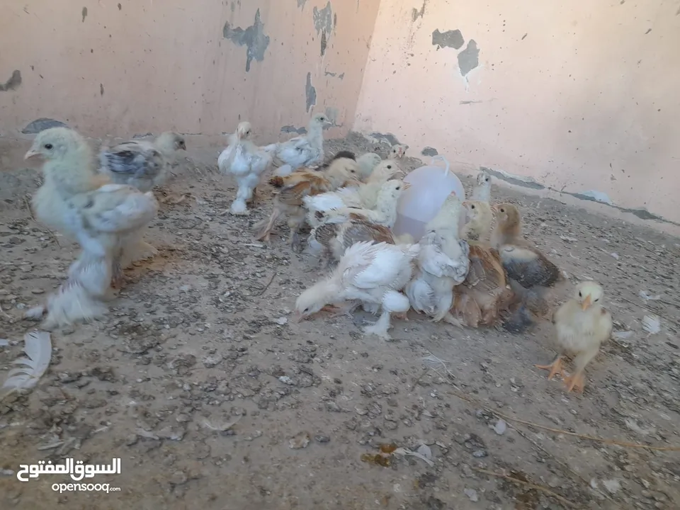 صيصان براهما مستويات عالية