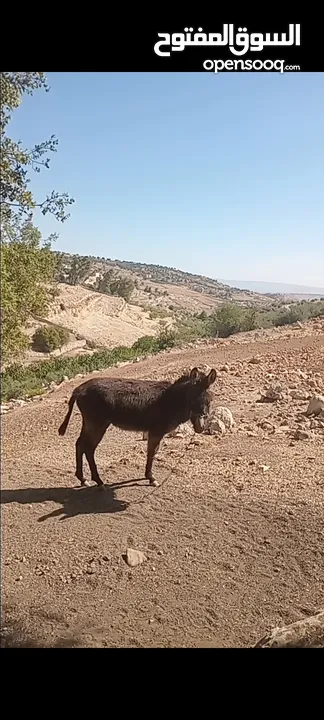 كر للبيع عمره سنه تقريبن