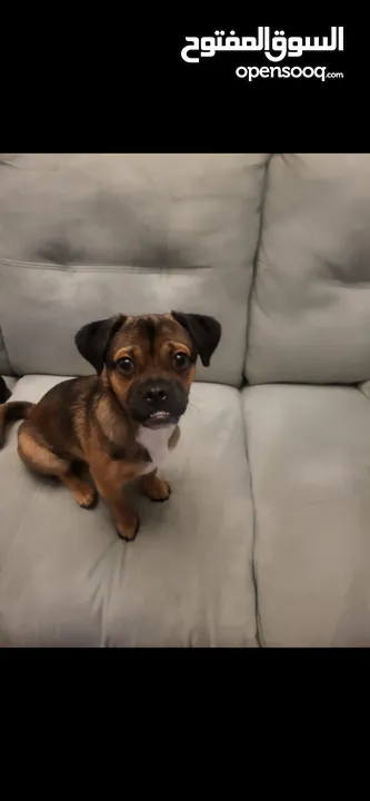 French terrier and black pug hybrid