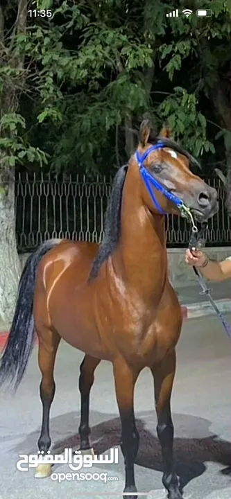 خيل عربي آصيل
