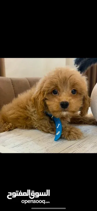 Toy poodle