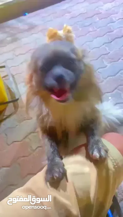 اصدقائي الكلبين للبيع الي بحب يوخذهم مع بعض بزبط ولي بدو بس واحد برضو بزبط ماخذين كل المطاعيم