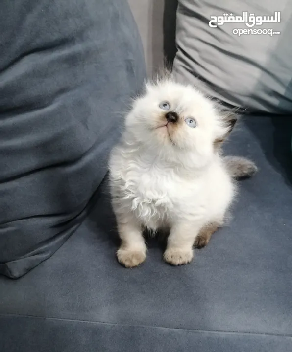 ragdoll seal point mitted pure