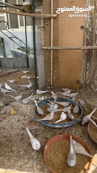 Dove bird pigeon دوف مكس للمهتمين للتربية منتج