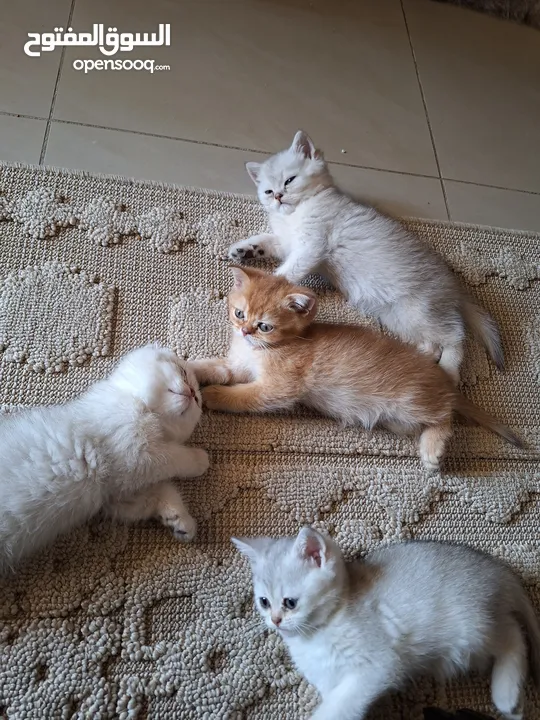 kittens for sale 60 days old    Scottish.