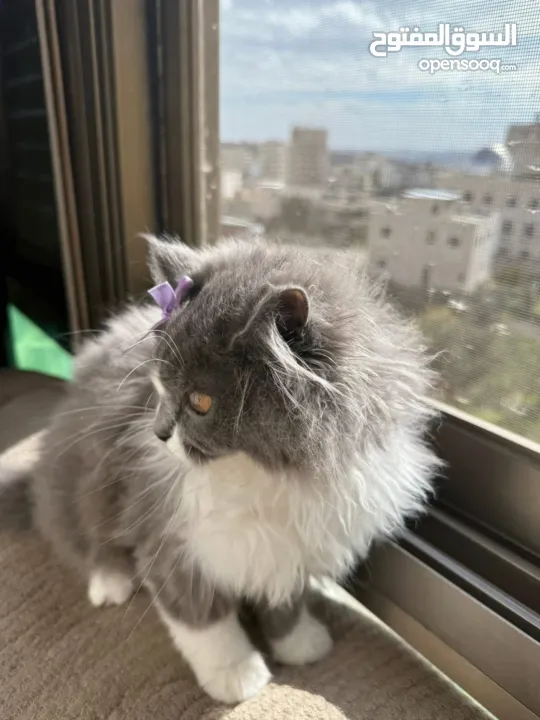 شيرازي بريطاني ~ شيرازي انغورا~ بيع سعر رمزي ~