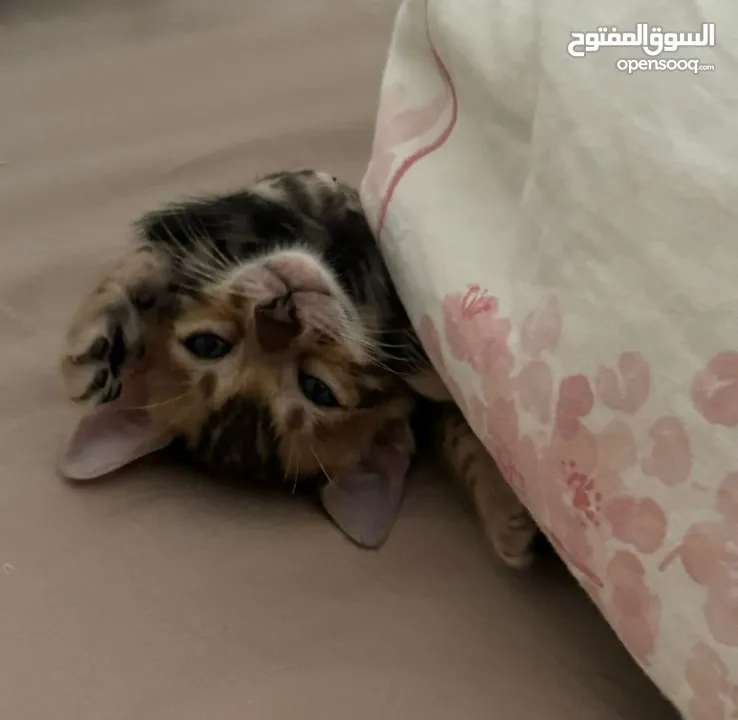 Pure  bengal kittens