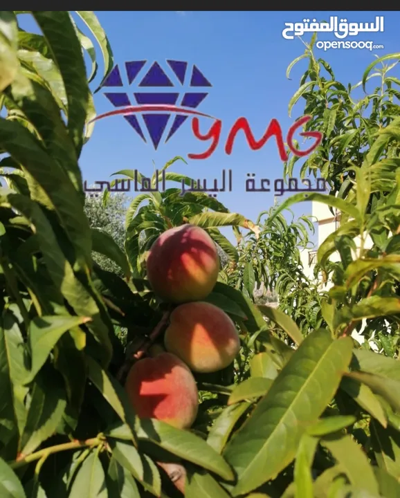 مزرعه للبيع في جرش المصطبه ضمن كمبوند  ريف عمان