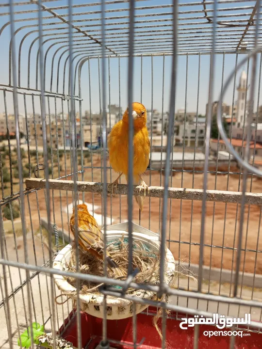 عصافير كناري مشكله لون اصفر للبيع فحول جاهز مغنى ما شاء الله