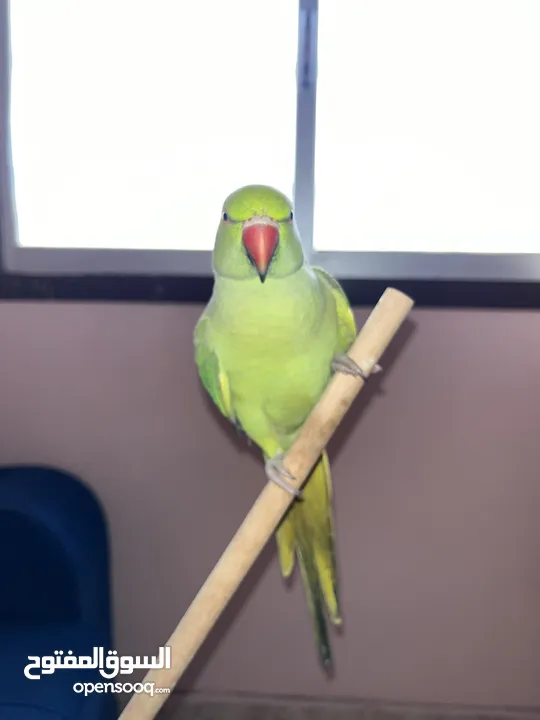 1 years parrot