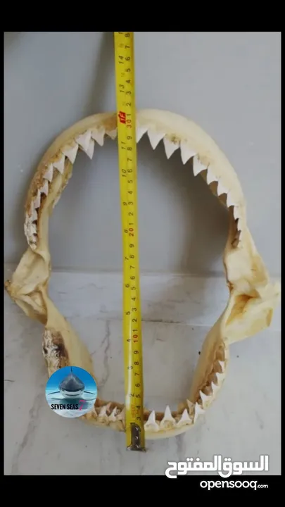 إطار فك المفترس نادر للبيع. القرش.     Jaws frame for sale. Shark