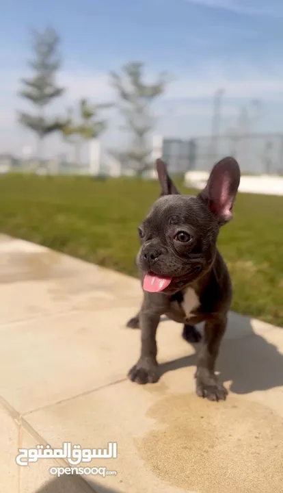 Female French Bulldog ( Blue eyes ) جرو انثي فرنش بولدوج بعيون ملونه، شخصيتها جميله، عمرها 4 شهور