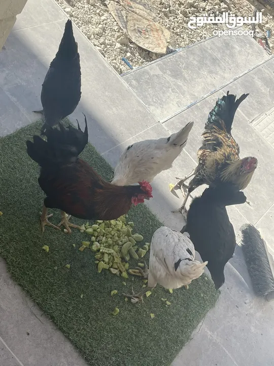 دجاج بلدي للبيع